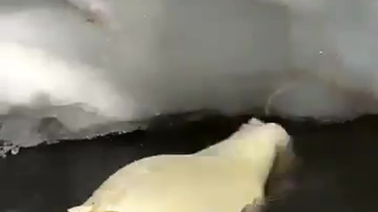 🤣🦜 Hip-Up Style by Lord Beak Dipper Will Make You LOL! | FunFM