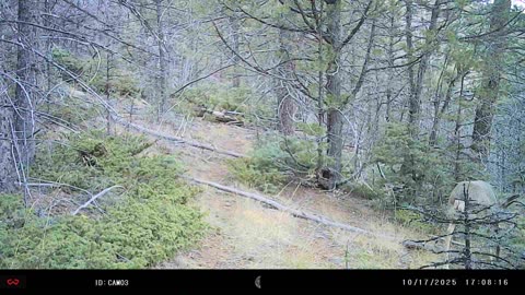 Buck in the woods to the west