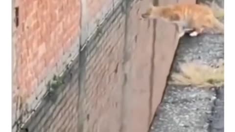 funniest cat moments compilation laugh out loud! 😹😂