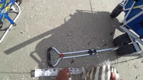 a pesca anche un bel drum fish ol3d pescati tutti con gli shrimp_part13