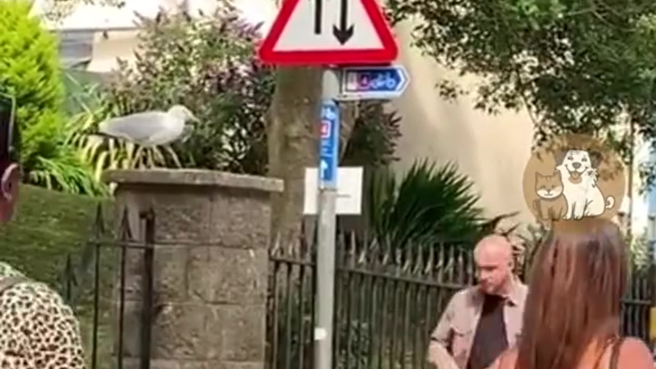 Funny video