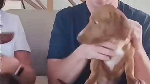Dogs being funny 61🤣
