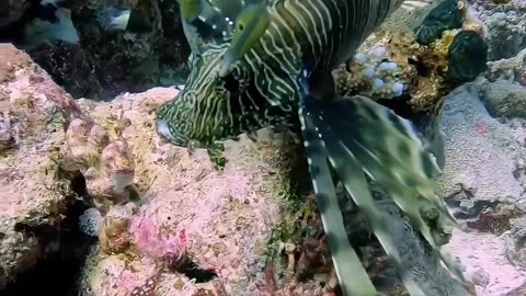 What’s Hiding Under the Ocean? Relaxing Dive Into Another World 🌊