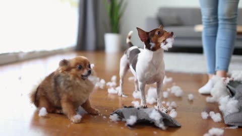 When Two Dogs Take Over: The Wild Antics of Billy and Sol