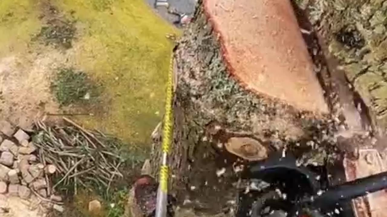 Giant tree cutting into perfect logs—precision and skill in action! 🌲🪓 #TimberCraft