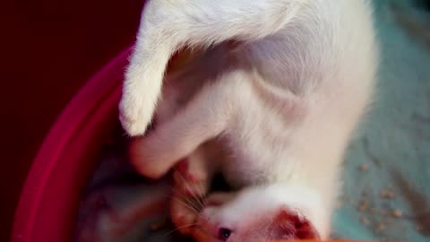 Cute Animal Ep124
