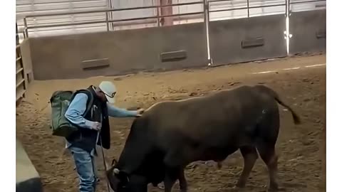 Bull recognizes the man who fed him when it was small