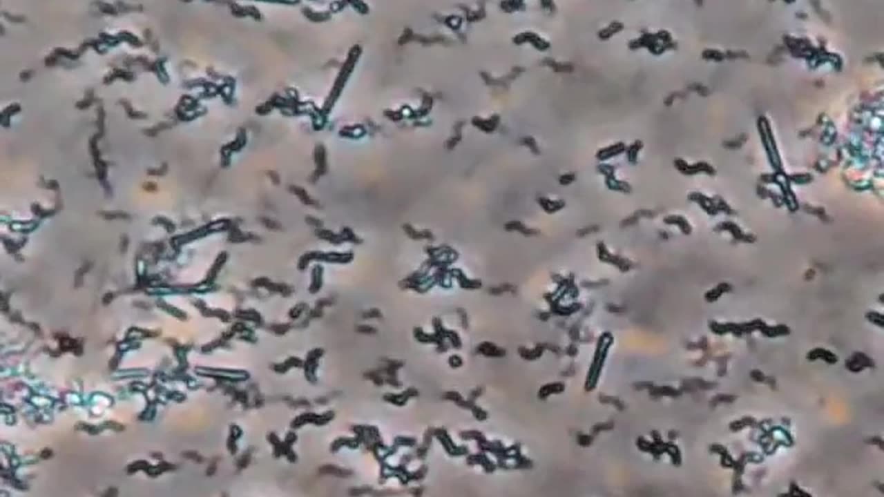 WHISKEY V. BACTERIA