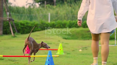Unlock Your Puppy's Potential: Top Training Tips for a Well-Behaved Dog