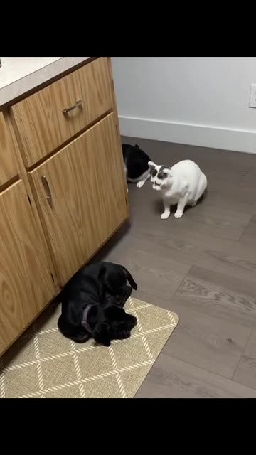 2 cats 1 pup