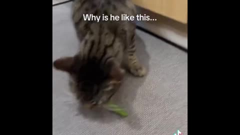 Purr-fect Fails: Ultimate Funny Cat Compilation!