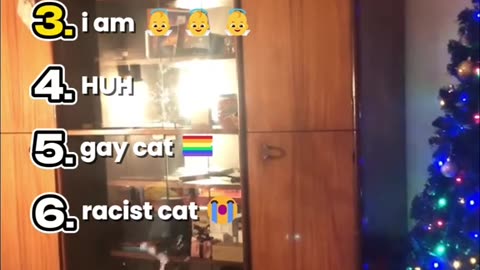 Ranking Cats talking funny moments 😄 #ranking #funny #animals #cat #fyp