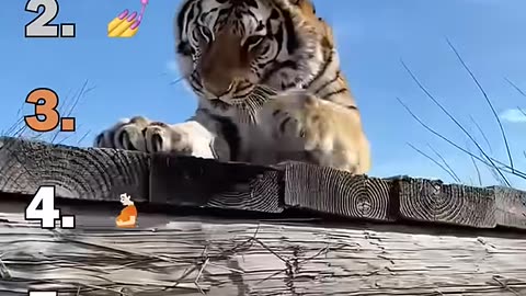 Ranking Best Big Cat Housecats Moments😂😁