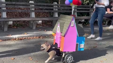 Pup Attends Halloween As House From Up