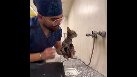 Kooky Kitties: Laugh-Out-Loud Cat Clips!
