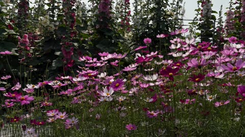 Hollyhocks Bloom in Changhua
