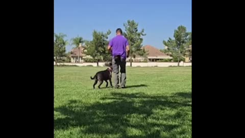 LA-Area Dog Trainer Arrested for Animal Abuse