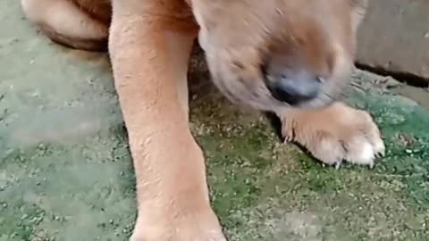Small Cute Puppy