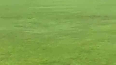 Man spotted on Bolton field, fishing for pigeons. Yes, you read it correctly.