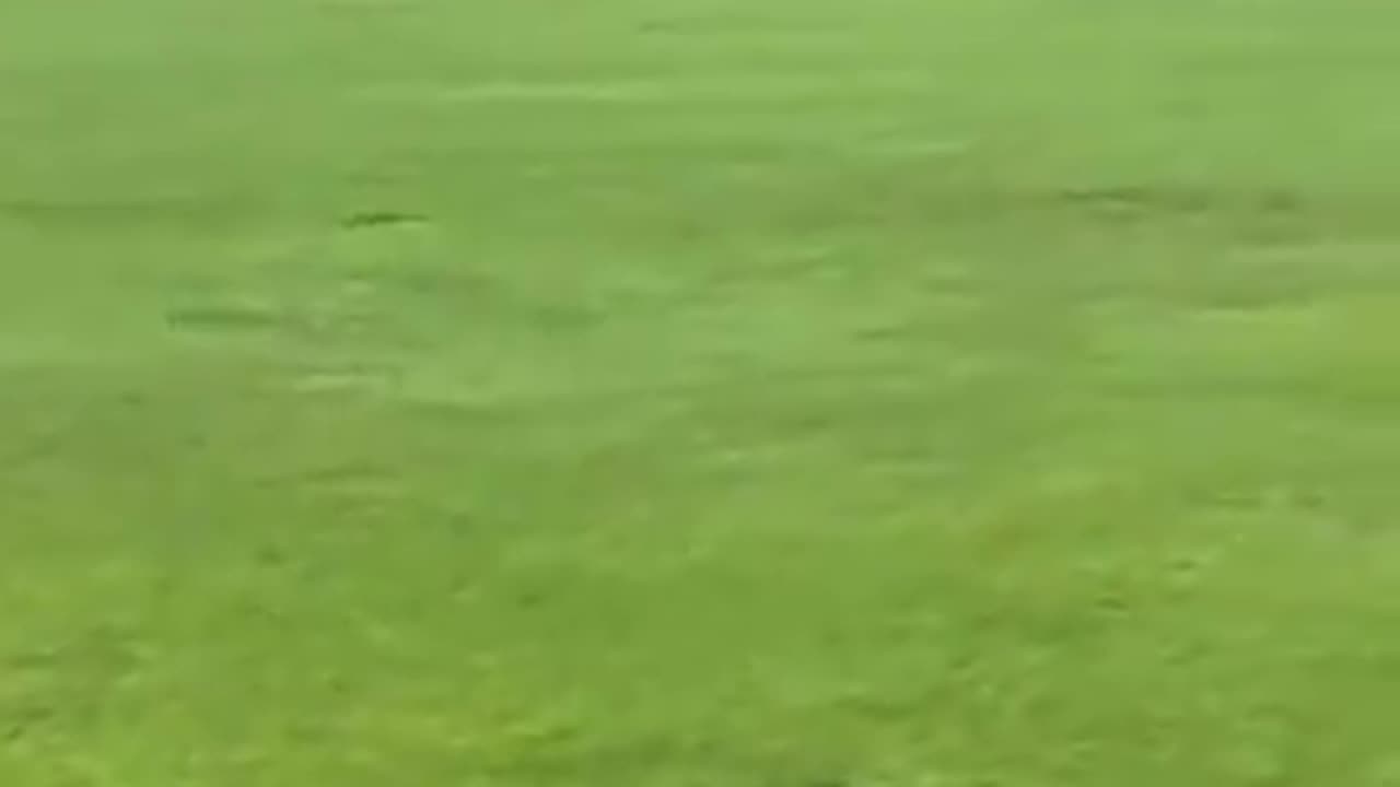 Man spotted on Bolton field, fishing for pigeons. Yes, you read it correctly.