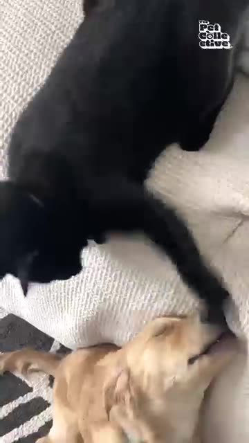 😍😍funny cute cat😍😍