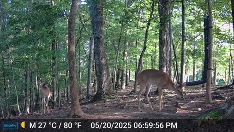 The Woods – 05/21/2025