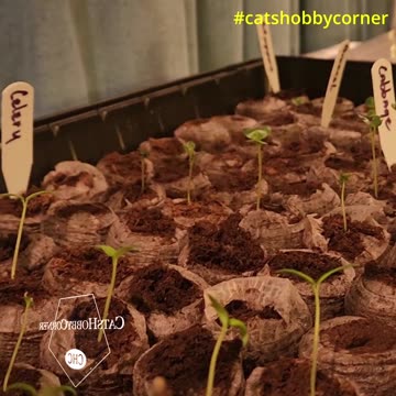 Enjoying Watching Veggies Evolve - #catshobbycorner