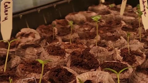 Enjoying Watching Veggies Evolve - #catshobbycorner