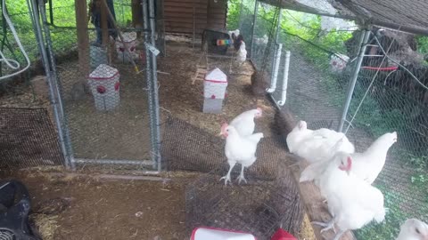 Chicken Live Stream