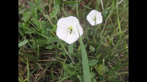 Beauty Of The Dawn Morning Glory June 2023