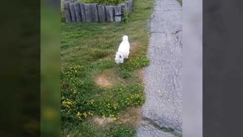 dog