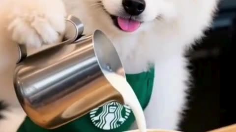Starbucks Dog Makes Croissant Cappuccino 🐶☕🥐 | Funny Shorts