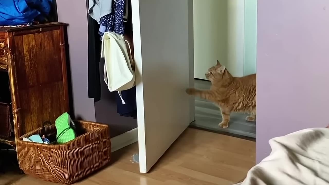 Smart kitten 😺