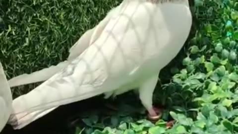 Pakistani Rock pigeon