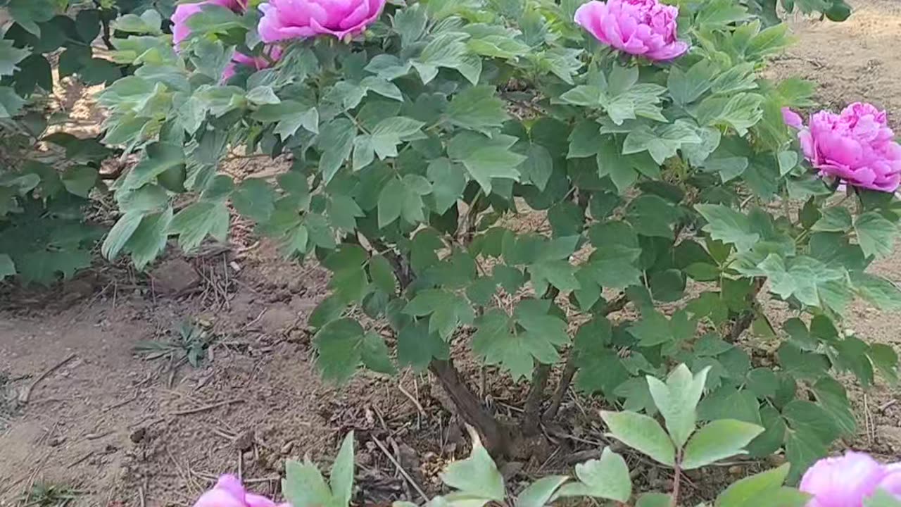 生命禅院