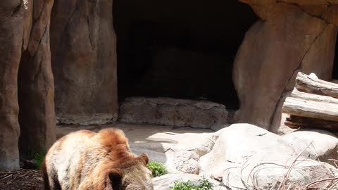 Grizzly Bear eating at The San Diego Zoo