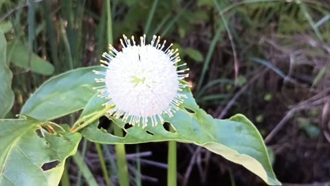 Sugar Shack Buttonbush