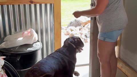 Dogs Want To Go Outside Again And Again