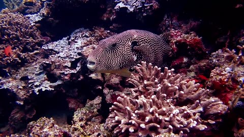 4k lion fish