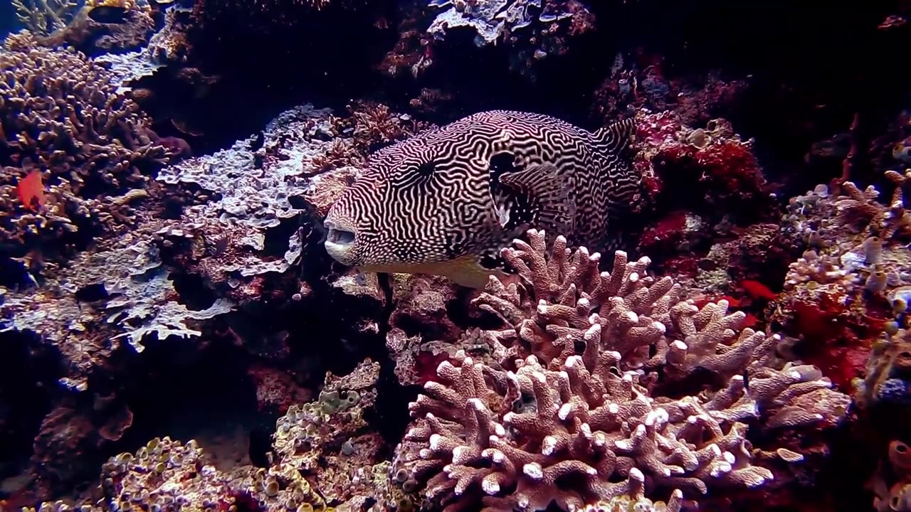 4k lion fish