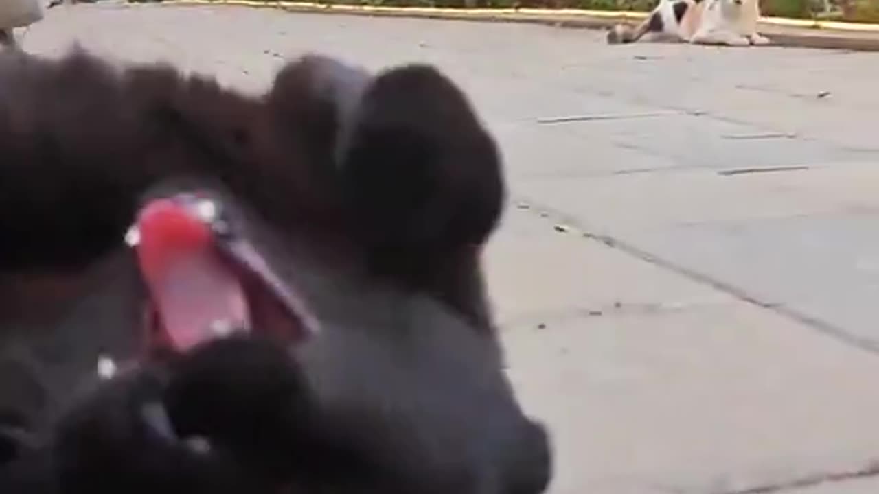 Look at those teefs