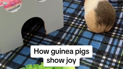 Guinea pig toys