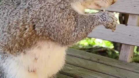 Absolutely Precious 🥰 cute and adorable Mika the squirrel