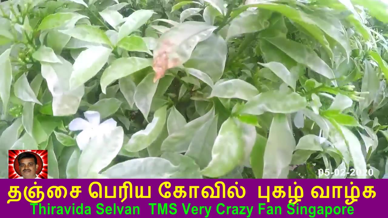 தஞ்சை பெரிய கோவில் 05-02 2020