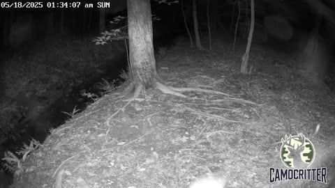 CamoCritter Critter Cam Live Stream
