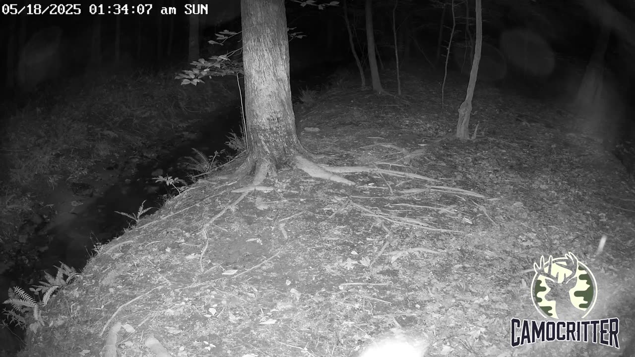 CamoCritter Critter Cam Live Stream