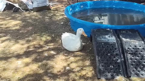 The goose gets me