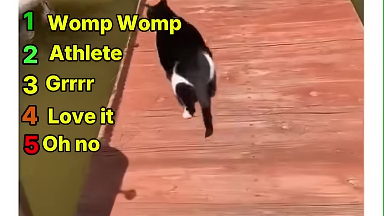 Cat Fails