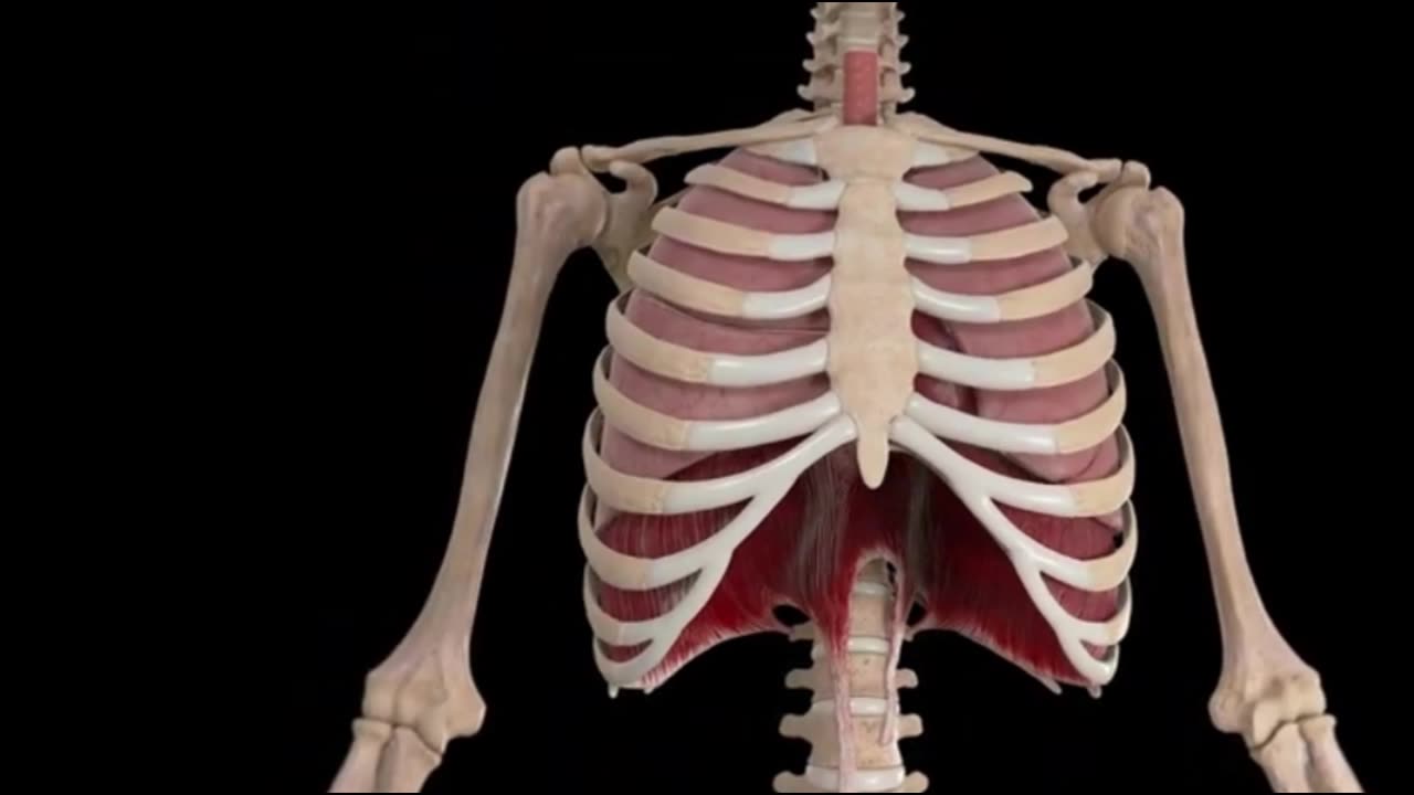 What is in the thoracic cavity?
