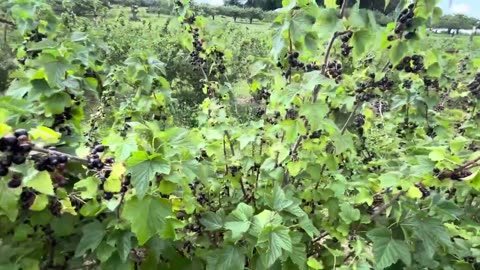Black Currants
